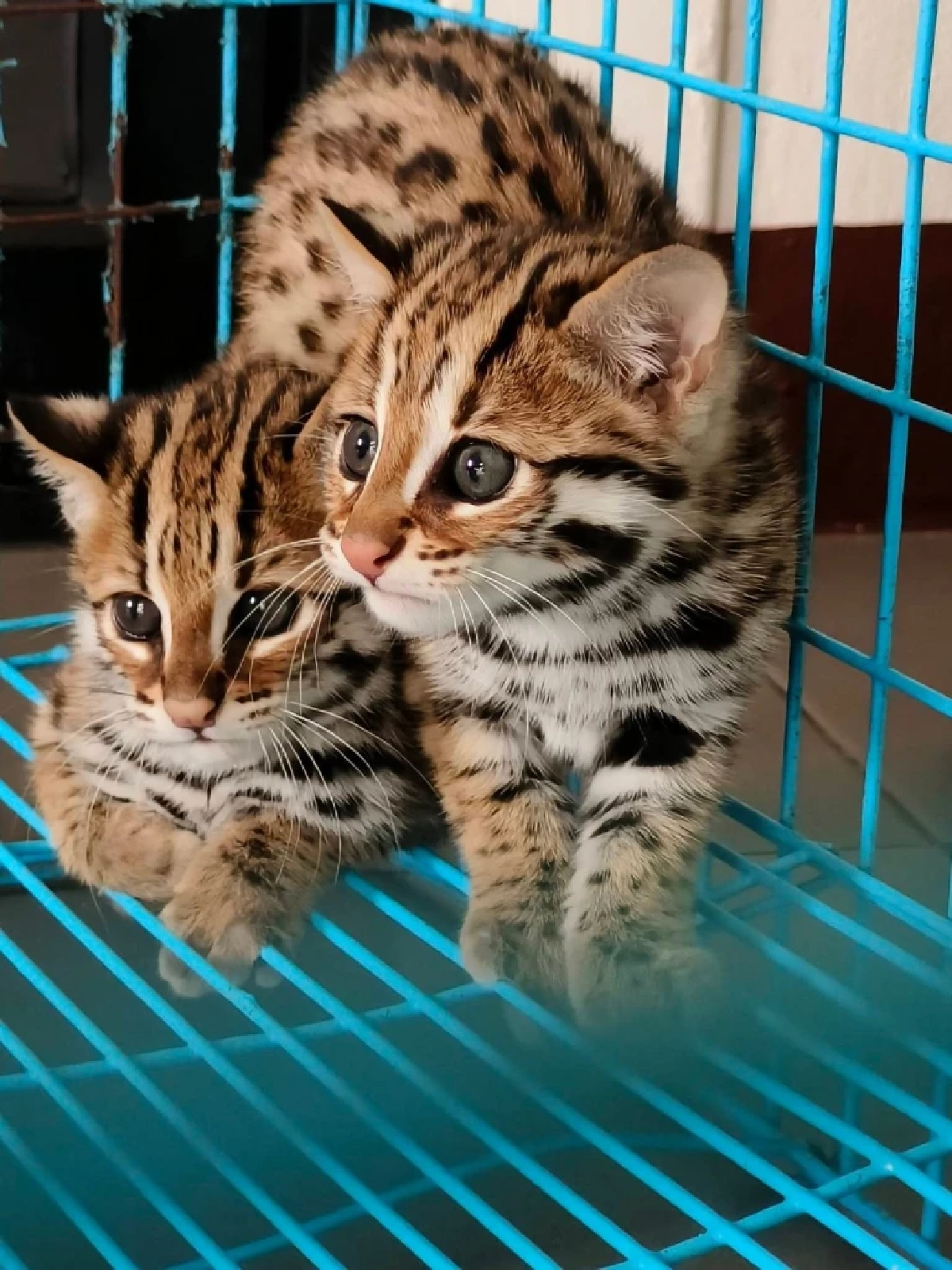 เปิดบ้านคลินิกสัตว์ป่า นครสวรรค์ ต้อนรับสมาชิกใหม่ ลูกแมวดาว