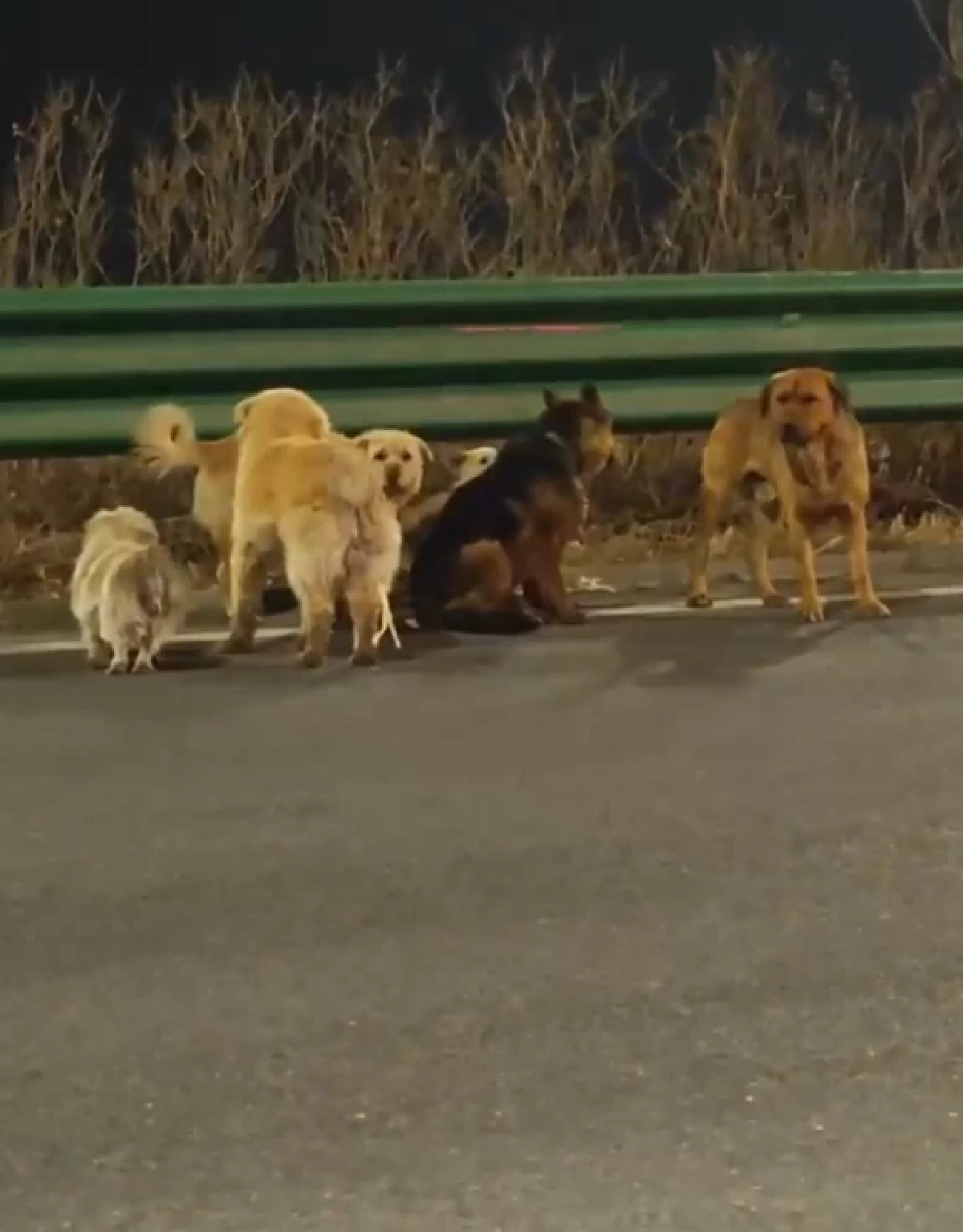 อัปเดตชีวิต 7 สุนัข เจ้าของเผยความจริงที่ไม่มีใครคาดคิด