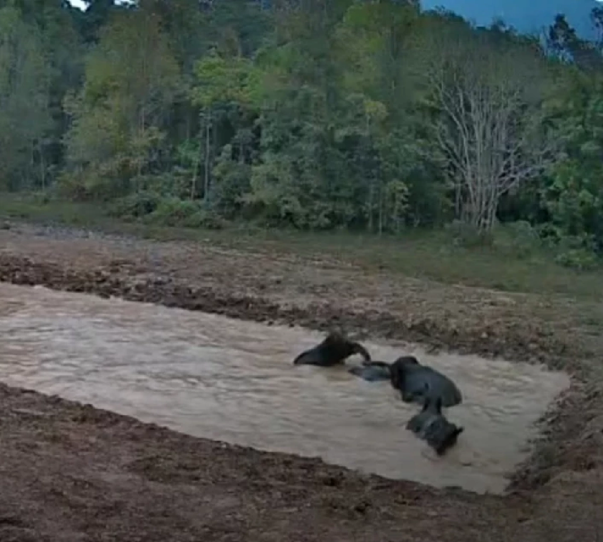 เปิดภาพลับ! โขลงช้างเขาใหญ่รุมแหล่งน้ำใหม่ ตามแผนเด็ดดึงสัตว์คืนป่า