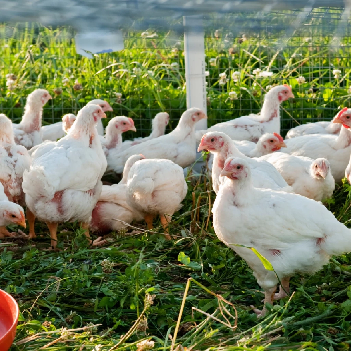 มือใหม่หัดเลี้ยงไก่ เตรียมตัวอย่างไรให้ได้ไข่กินทุกวัน