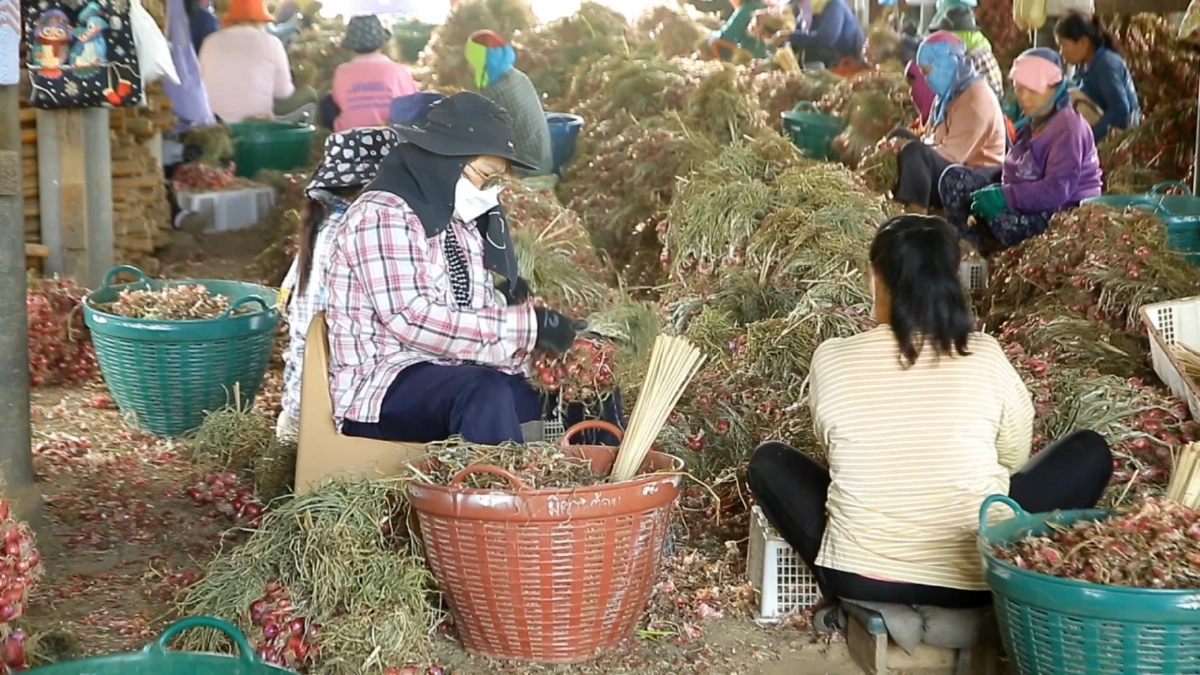 วิกฤตหอมลำพูนราคาดิ่งต่ำสุดในรอบ 10 ปี ชาวสวนแบกหนี้อ่วม
