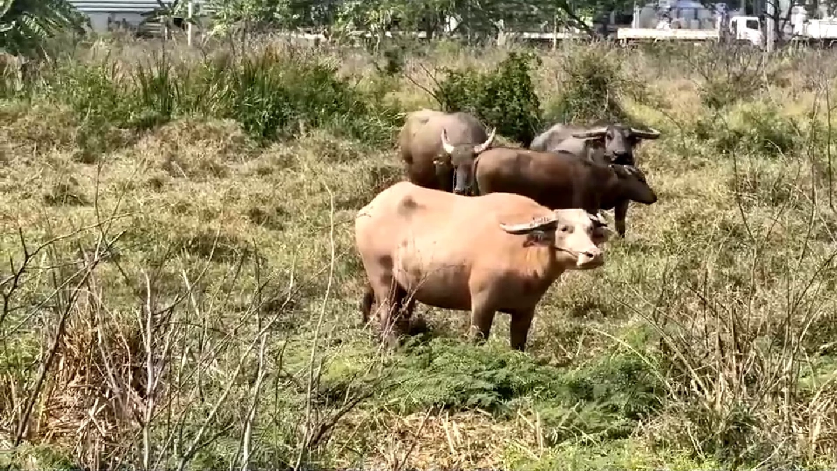 สู้ค่าน้ำมันพุ่ง! ชาวบ้านเปิดเช่าควายไถนา ลดต้นทุนฟื้นวิถีไทย