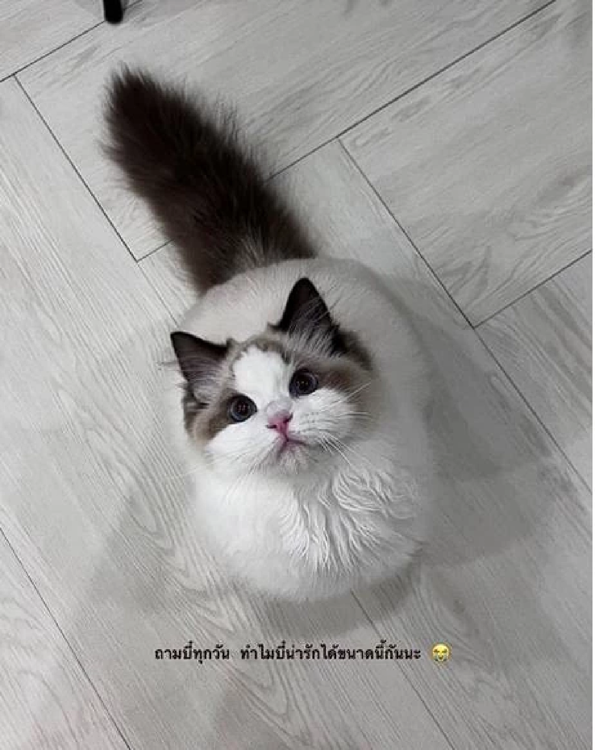 ศึกชิง "น้องแมว" รักจบแต่ปัญหาไม่จบ ฟ้องทวงคืน 4 ตัว เกือบ 6.4 แสน