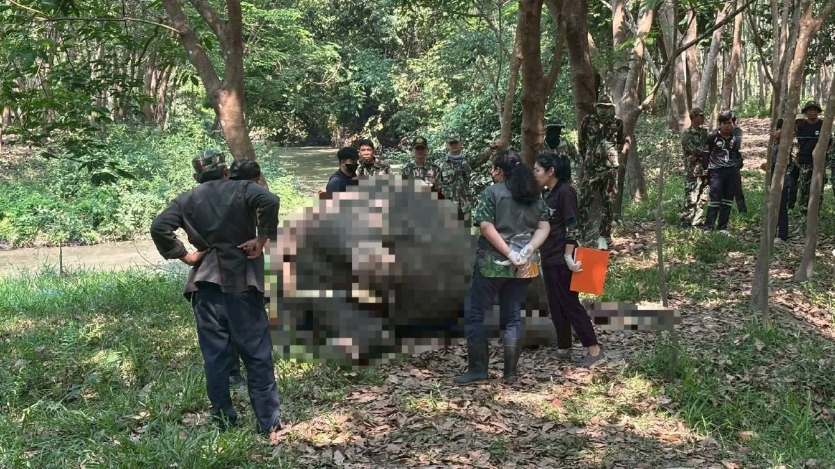 ขสป.ภูวัว เผยผลชันสูตรช้างป่าหนุ่ม พบความผิดปกติจากระบบภายใน