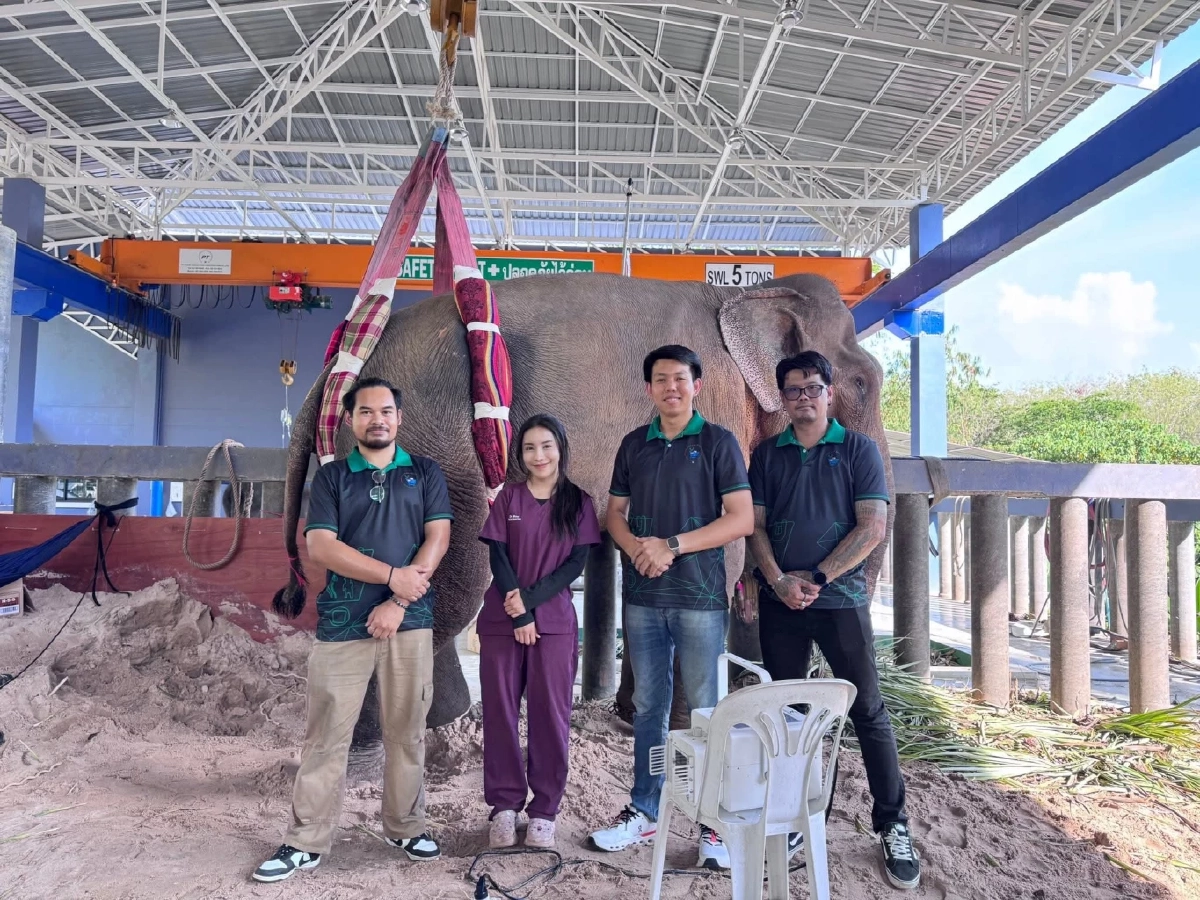 อัปเดตอาการ "พลายเดียว" ช้างขาหัก 35 วัน พบกระดูกใหม่เริ่มงอก