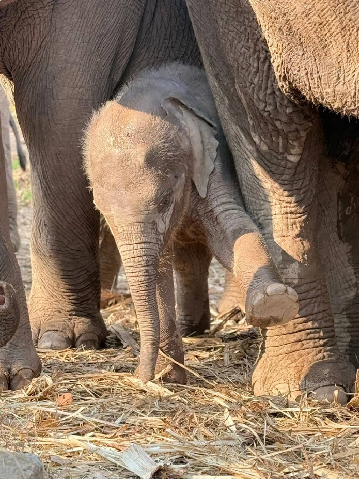 ส่องความน่ารัก น้องกุมภา ลูกช้างป่าซับลังกา โชว์ลีลาเด็ดกลางสปาโคลน