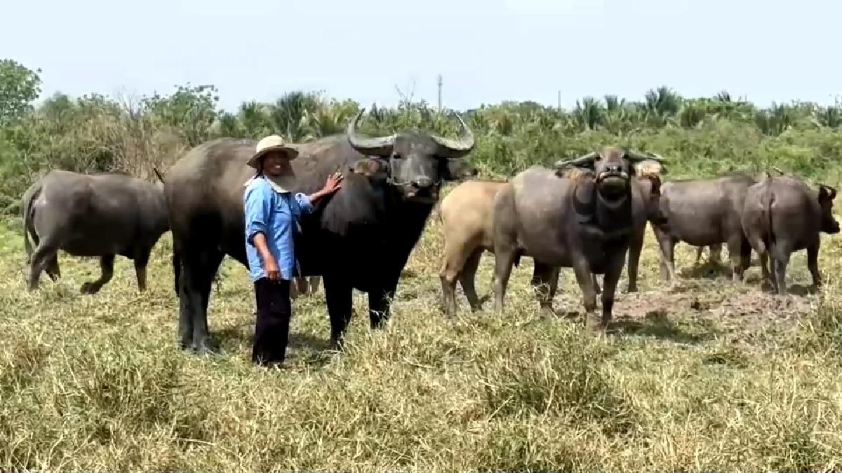 สู้ค่าน้ำมันพุ่ง! ชาวบ้านเปิดเช่าควายไถนา ลดต้นทุนฟื้นวิถีไทย