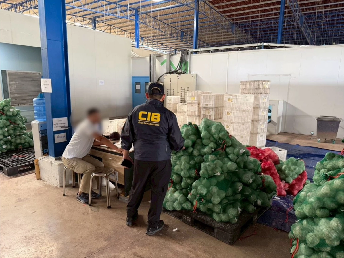 เจอตัวแล้ว ล้งมะพร้าวนอมินี บุก 8 จุด บิดราคา ทำเกษตรกรไทยพัง