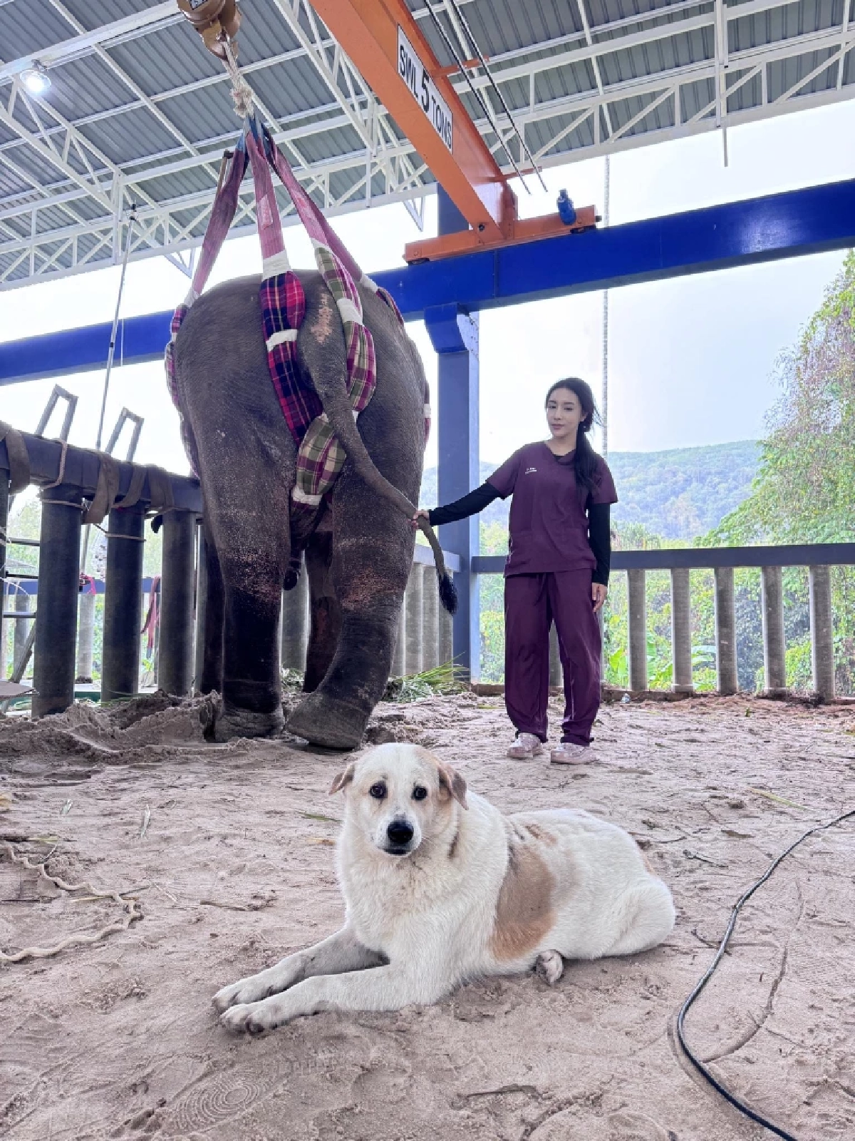 ทีมหมอ–ผู้เชี่ยวชาญแห่ช่วย พี่เดียว เตรียมใส่เฝือกโครงเหล็ก