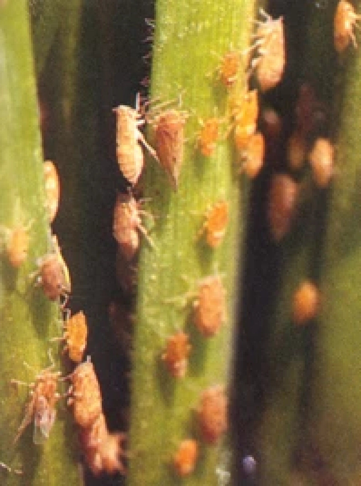 เพลี้ยกระโดดสีน้ำตาล ศัตรูร้ายนาข้าว ปราบยังไงให้อยู่หมัด