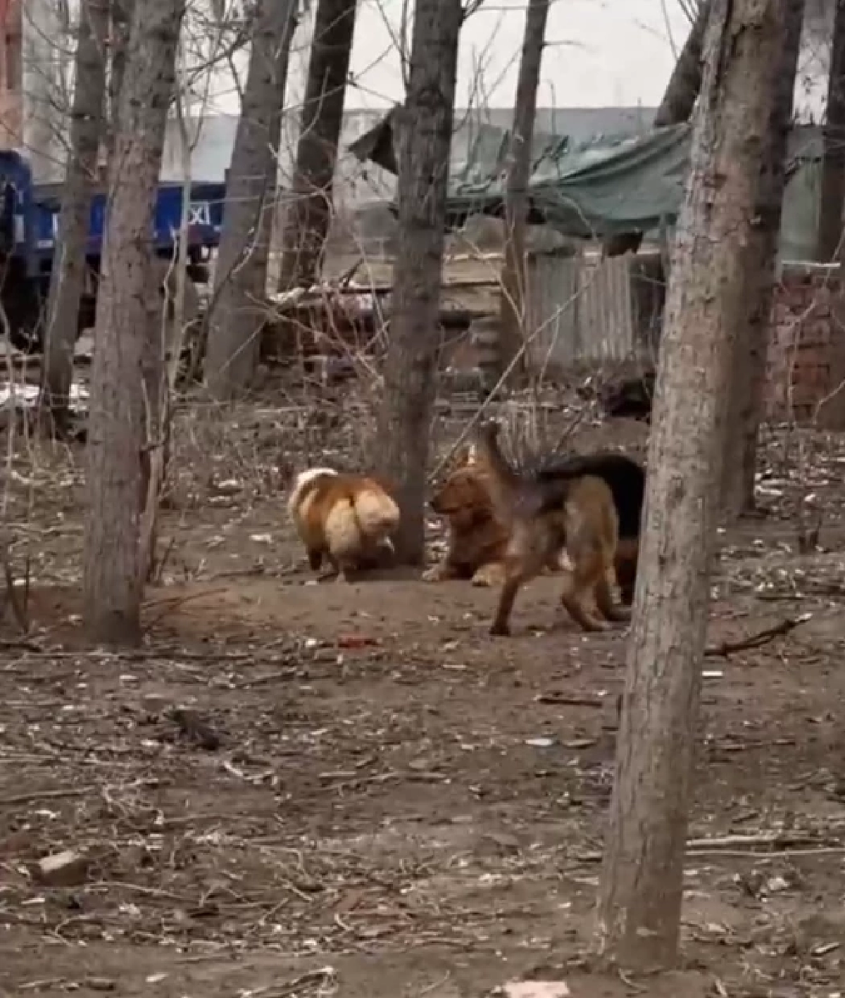 อัปเดตชีวิต 7 สุนัข เจ้าของเผยความจริงที่ไม่มีใครคาดคิด