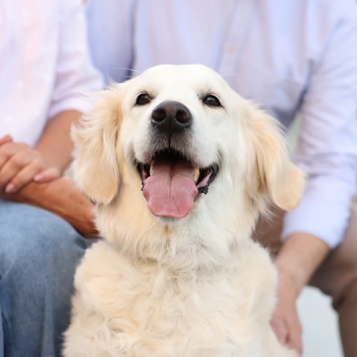 สุนัขจำเจ้าของเก่าได้ไหม? เปิดเหตุผลที่น้องหมาไม่เคยลืมคุณ