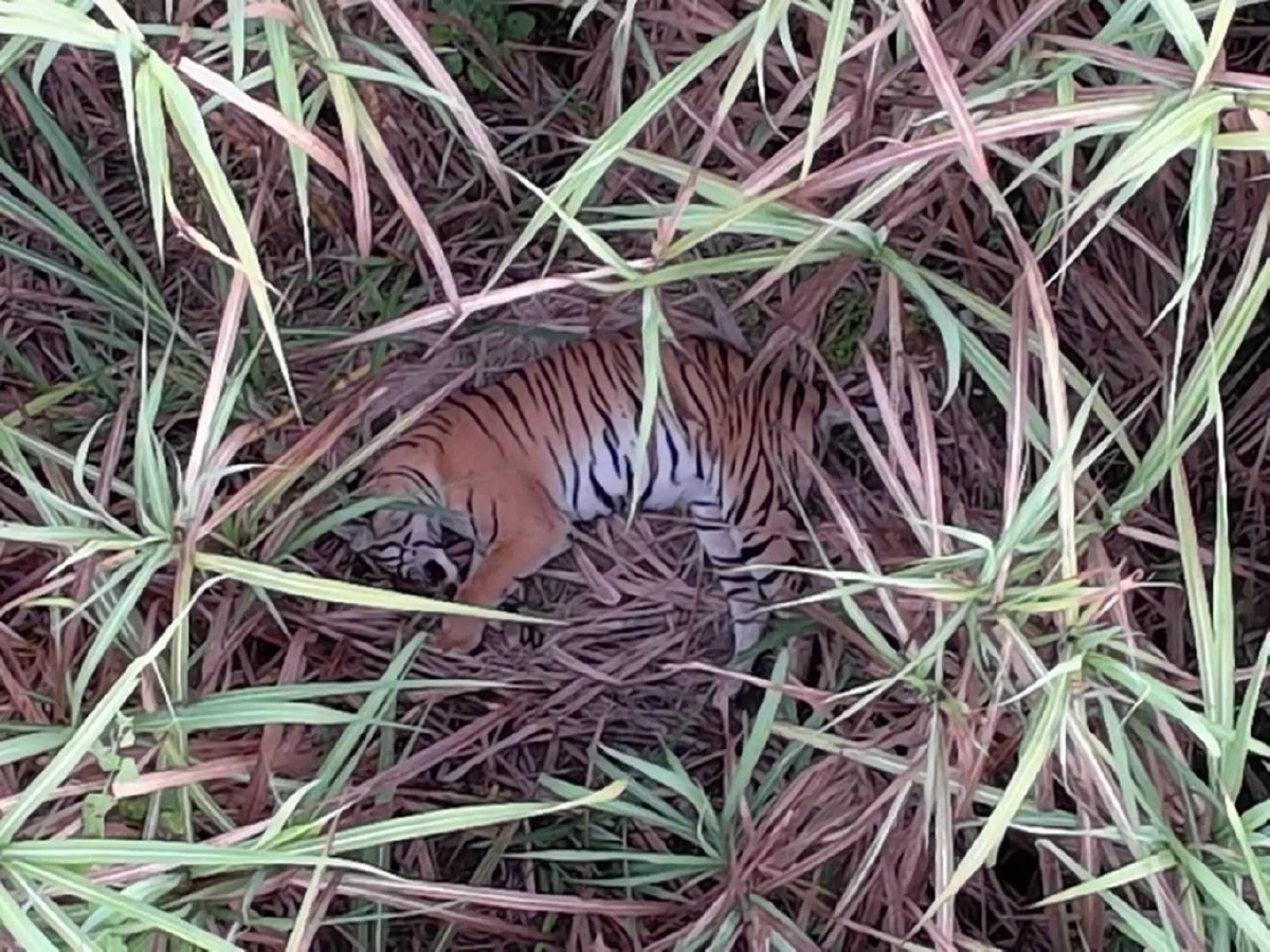 นาทีระทึก! เจอตัวเสือแม่วงก์ซุ่มไร่อ้อย สั่งล้อม 24 ชม.