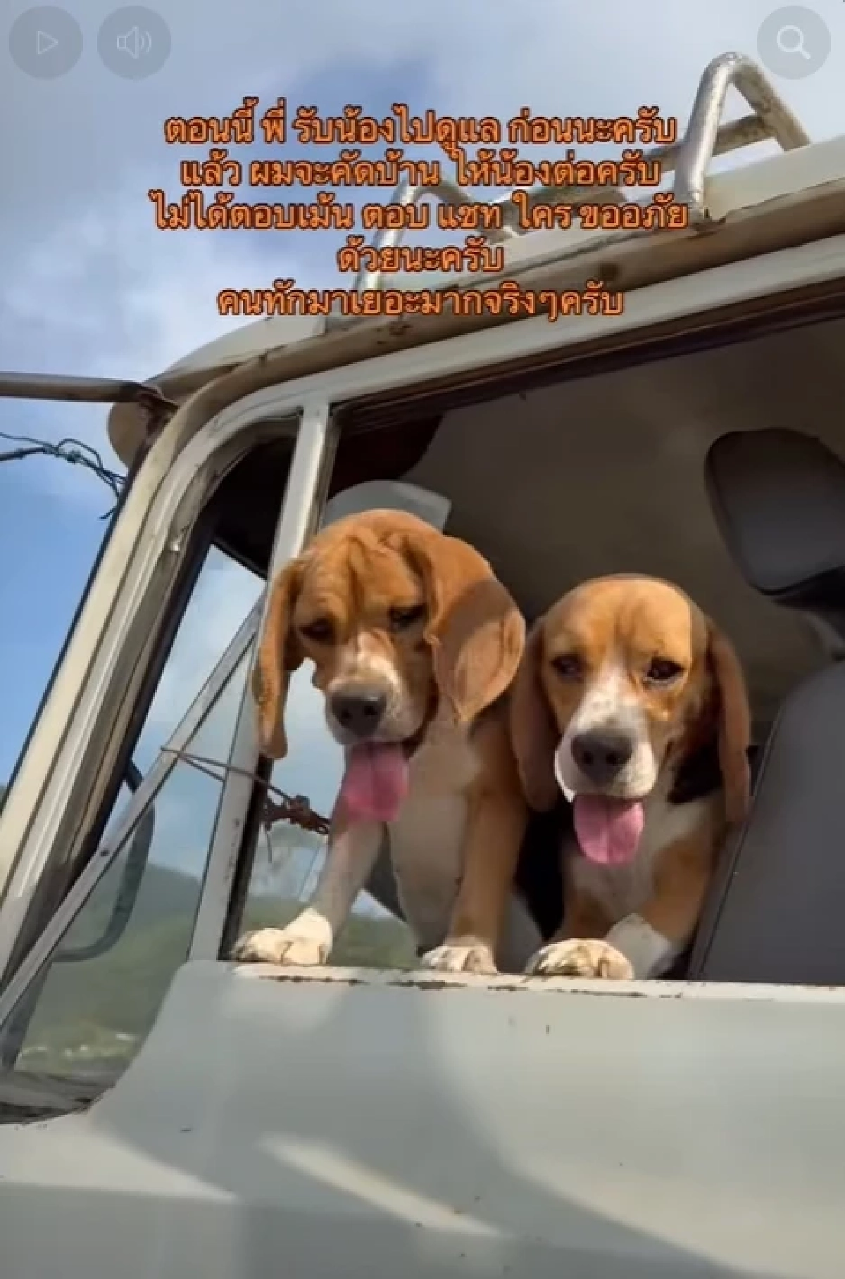 ในหลวง ร.10 ทรงพระเมตตา รับ 2 บีเกิ้ล ถูกทิ้งสุสาน ชุบเลี้ยงในวัง