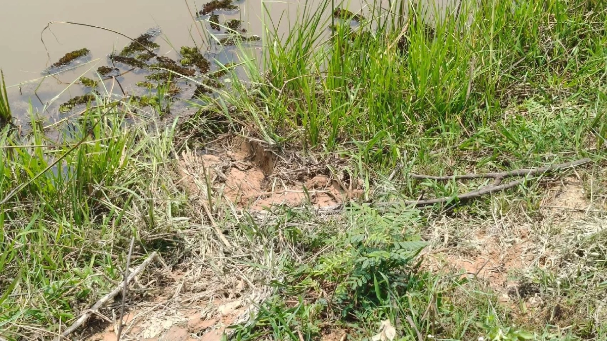 ช้างป่าภูวัวเดินข้ามแม่น้ำโขงไปลาว เจ้าหน้าที่เฝ้าระวังรอรับกลับ