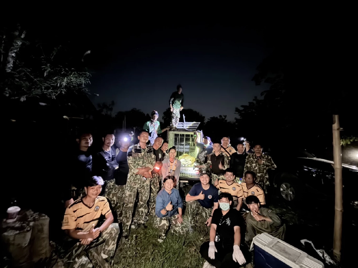 เจ้าหน้าที่จับ "ปิ่น" เสือโคร่งหลงถิ่นสำเร็จ เคลื่อนย้ายคืนป่าห้วยขาแข้งปลอดภัย