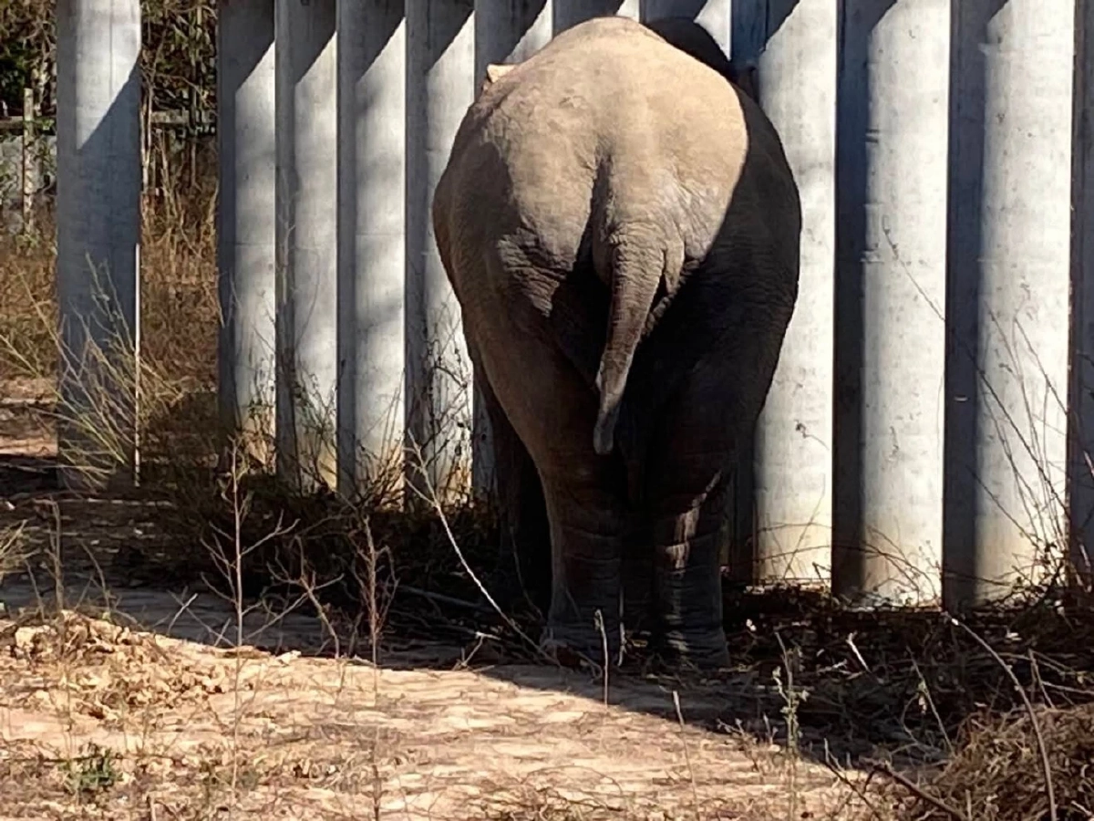 อัปเดตชีวิตสีดอแก้ว ย้ายเข้าช่องกล่ำบน ปรับพฤติกรรมคืนสู่ป่า
