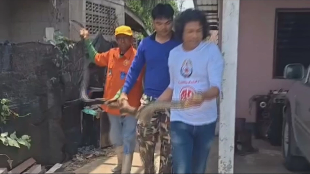 ระทึกวังน้ำเขียว! กู้ภัยสยบจงอางยักษ์ 4 เมตร บุกซุกครัวหนีร้อน