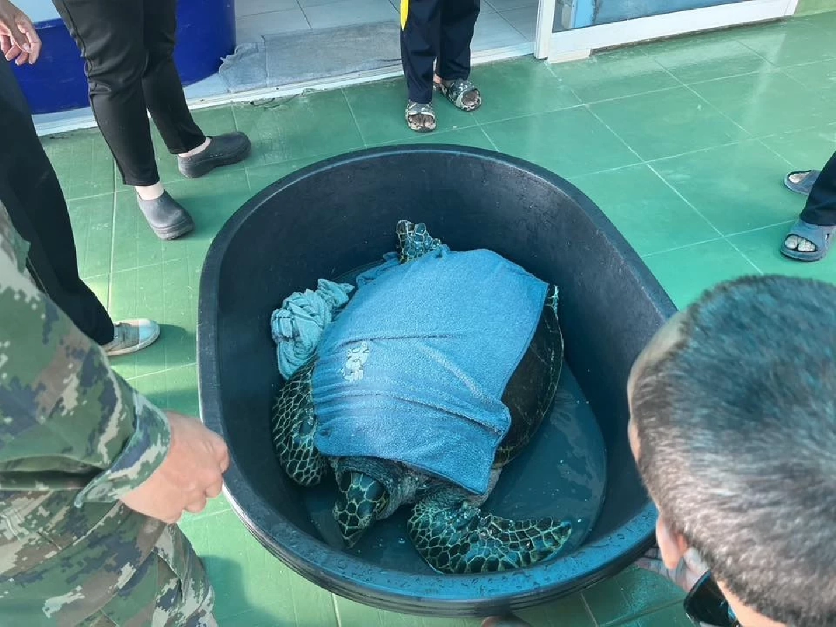 ระดมช่วย Manasa เต่ากระขวัญใจพัทยาถูกเบ็ดเกี่ยวคอปลอดภัยแล้ว