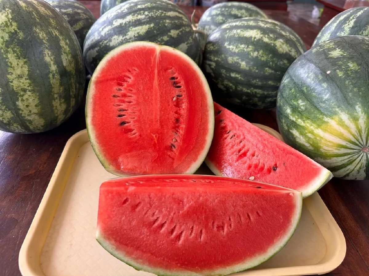 ขึ้นทะเบียน GI  แตงโมหวานยโสธร สร้างมูลค่าเพิ่ม ยกระดับเศรษฐกิจชุมชน