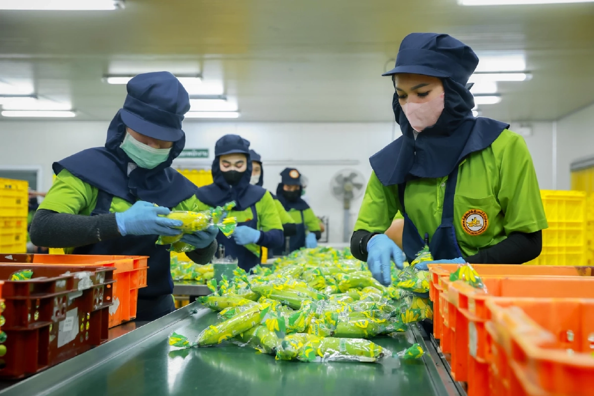 ขายดีปีละ 200 ล้านลูก เจาะเบื้องหลัง "กล้วยหอมเซเว่นฯ"พลิกชีวิตเกษตรกร