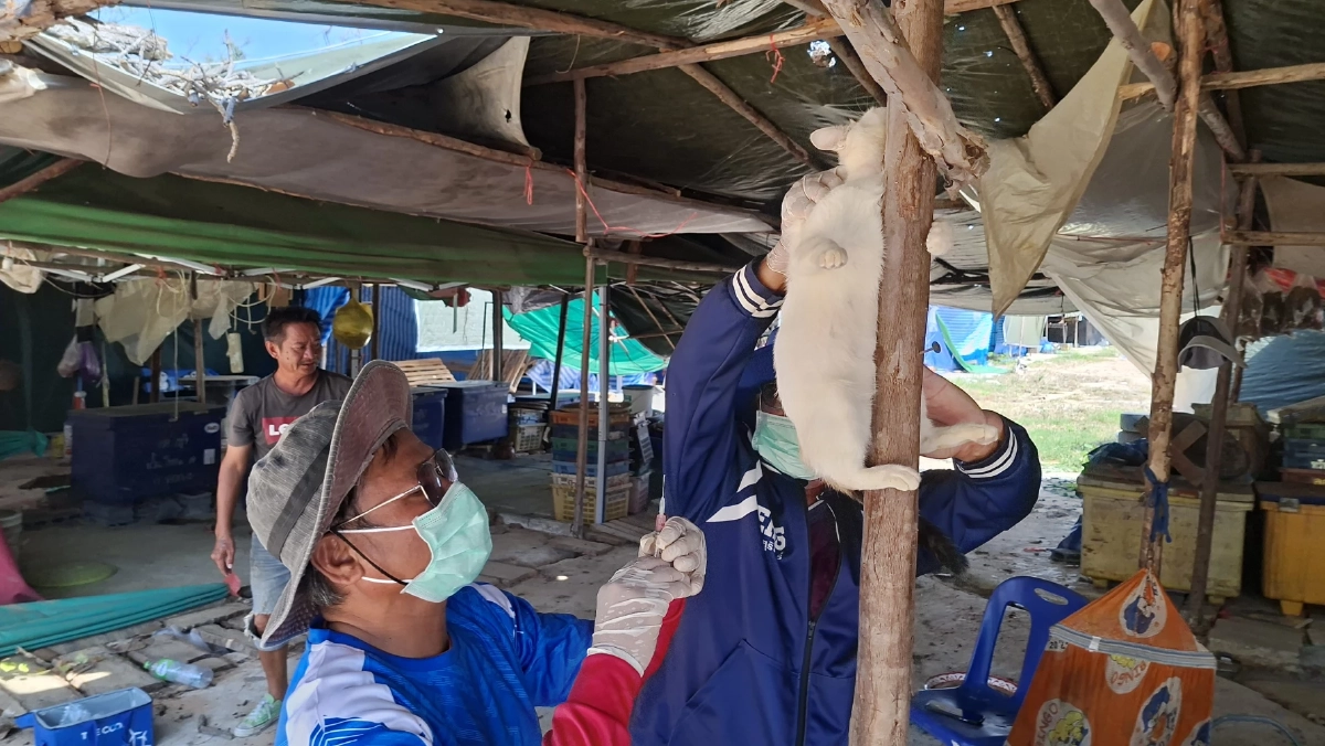เร่งฉีดวัคซีนหมาแมวถูกแรงงานทิ้งชายแดนช่องจอม สกัดพิษสุนัขบ้า
