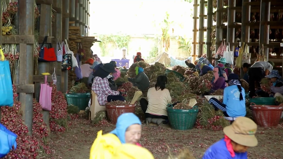 วิกฤตหอมลำพูนราคาดิ่งต่ำสุดในรอบ 10 ปี ชาวสวนแบกหนี้อ่วม