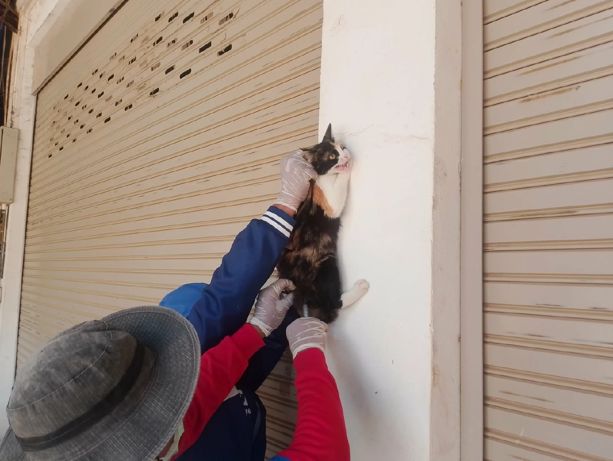 เร่งฉีดวัคซีนหมาแมวถูกแรงงานทิ้งชายแดนช่องจอม สกัดพิษสุนัขบ้า