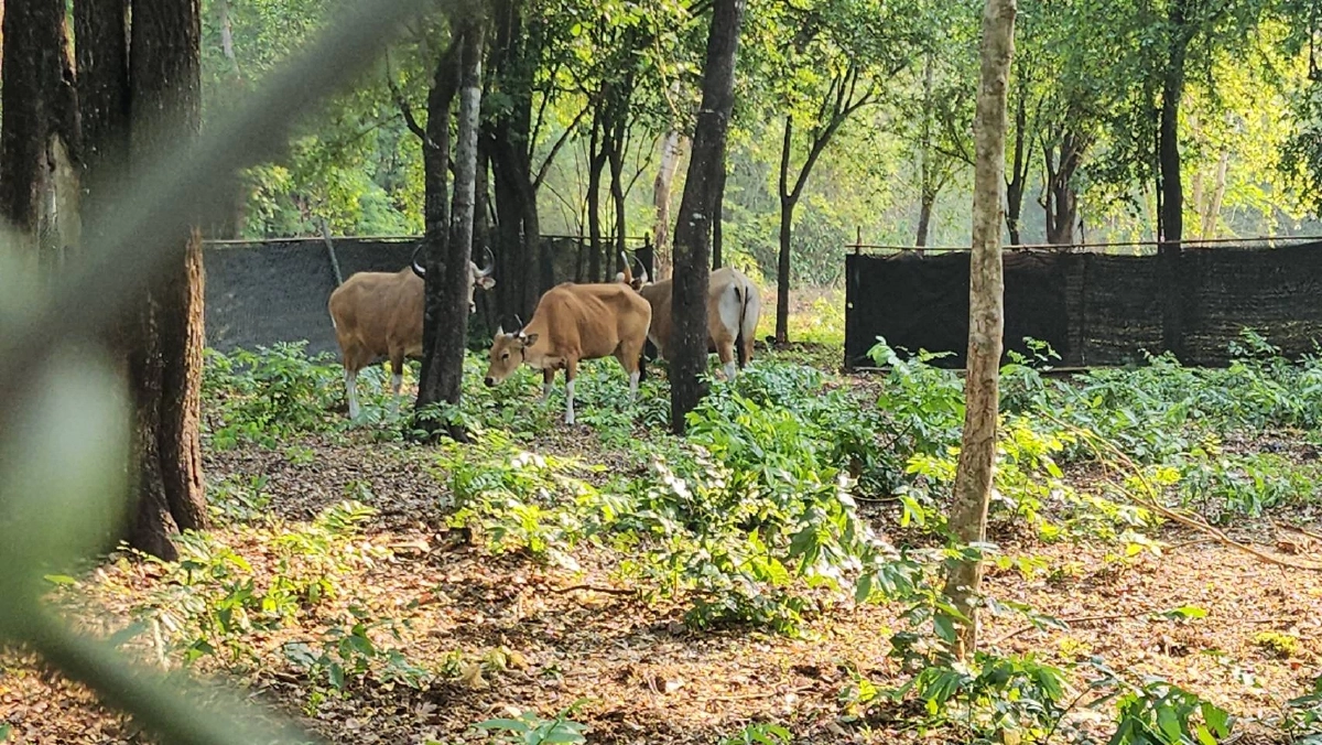 คืนชีพป่าสลักพระ! กาญจนบุรีปล่อยวัวแดงเพิ่ม 3 ตัว สู่ธรรมชาติ