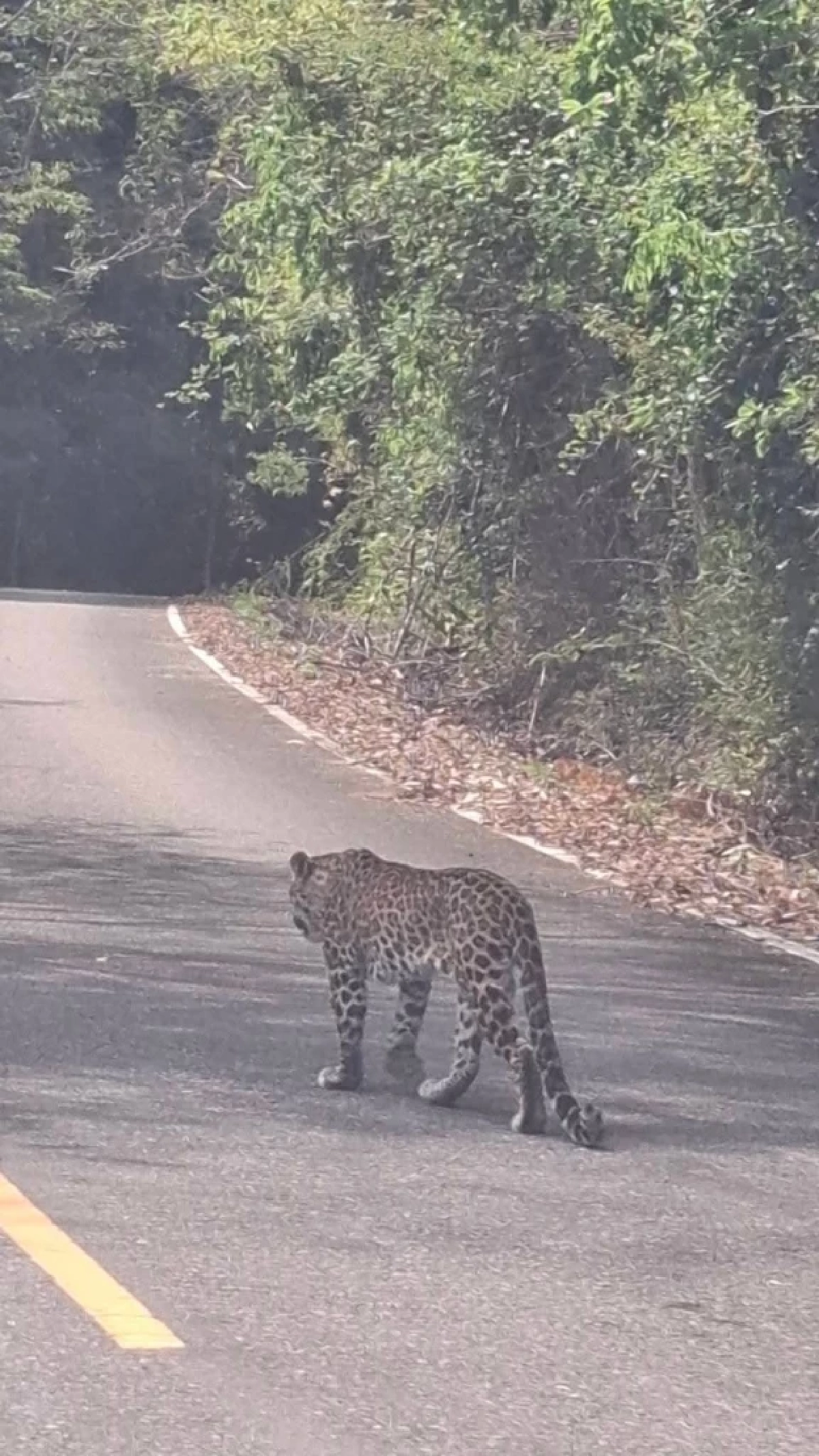นทท. สุดเฮง เสือดาวโผล่อวดโฉมระยะประชิด แก่งกระจาน