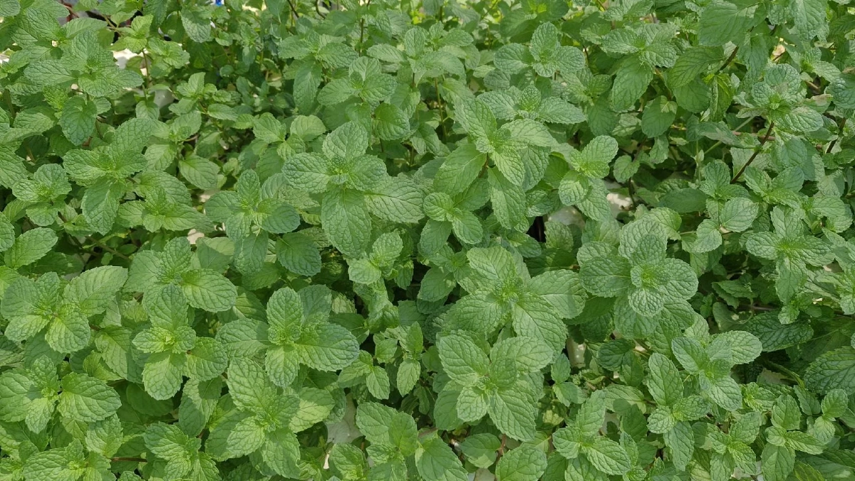 ลาออกพยาบาลปลูกสะระแหน่กล่องโฟม รายได้พุ่งเดือนละครึ่งแสน