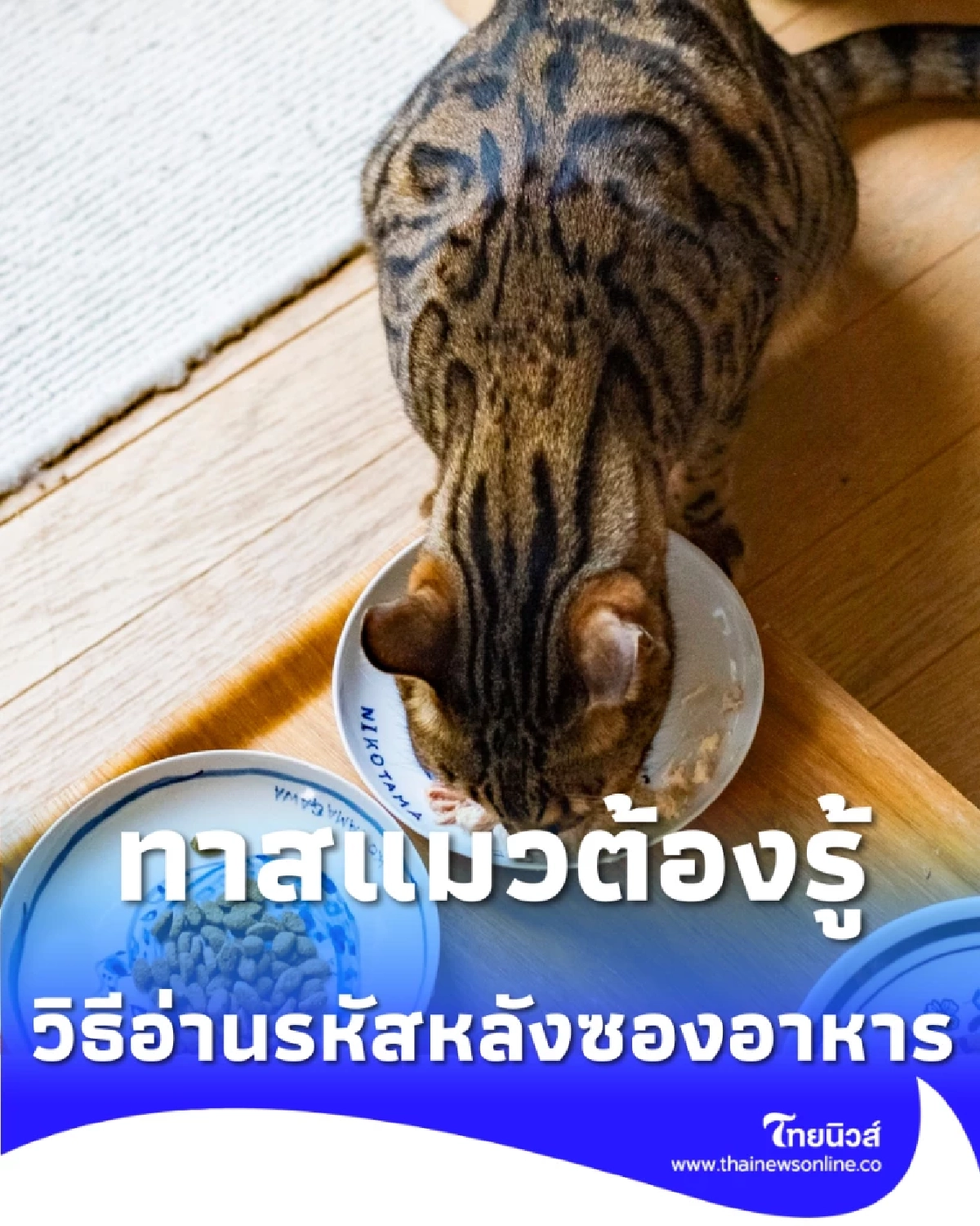 อย่าเพิ่งให้แมวกิน วิธีอ่านรหัสหลังซองอาหารเปียก ทาสแมวต้องรู้ก่อนสาย