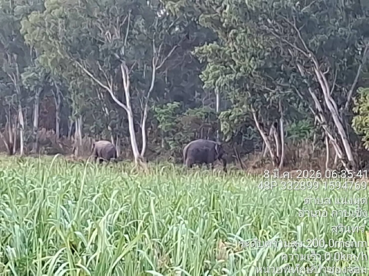 3 สีดอขาประจำบุกหมู่บ้าน เจ้าหน้าที่ระดมกำลังผลักดันกลับสู่ป่า