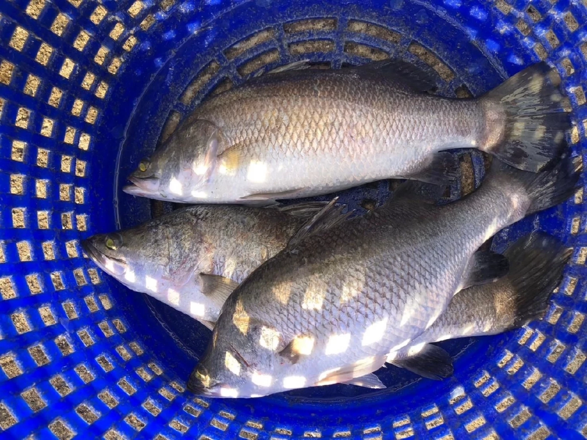 กรมทรัพย์สินทางปัญญา ขึ้นทะเบียน ปลากะพงสองน้ำสมุทรปราการ เป็น GI น้องใหม่