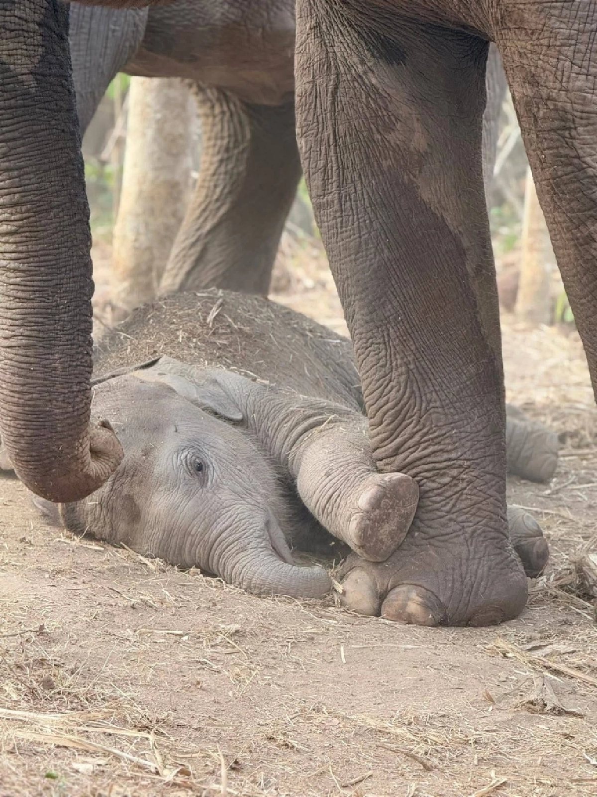 ส่องความน่ารัก น้องกุมภา ลูกช้างป่าซับลังกา โชว์ลีลาเด็ดกลางสปาโคลน