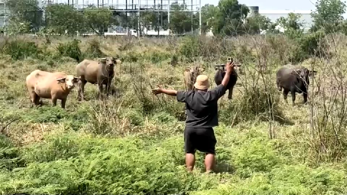 สู้ค่าน้ำมันพุ่ง! ชาวบ้านเปิดเช่าควายไถนา ลดต้นทุนฟื้นวิถีไทย