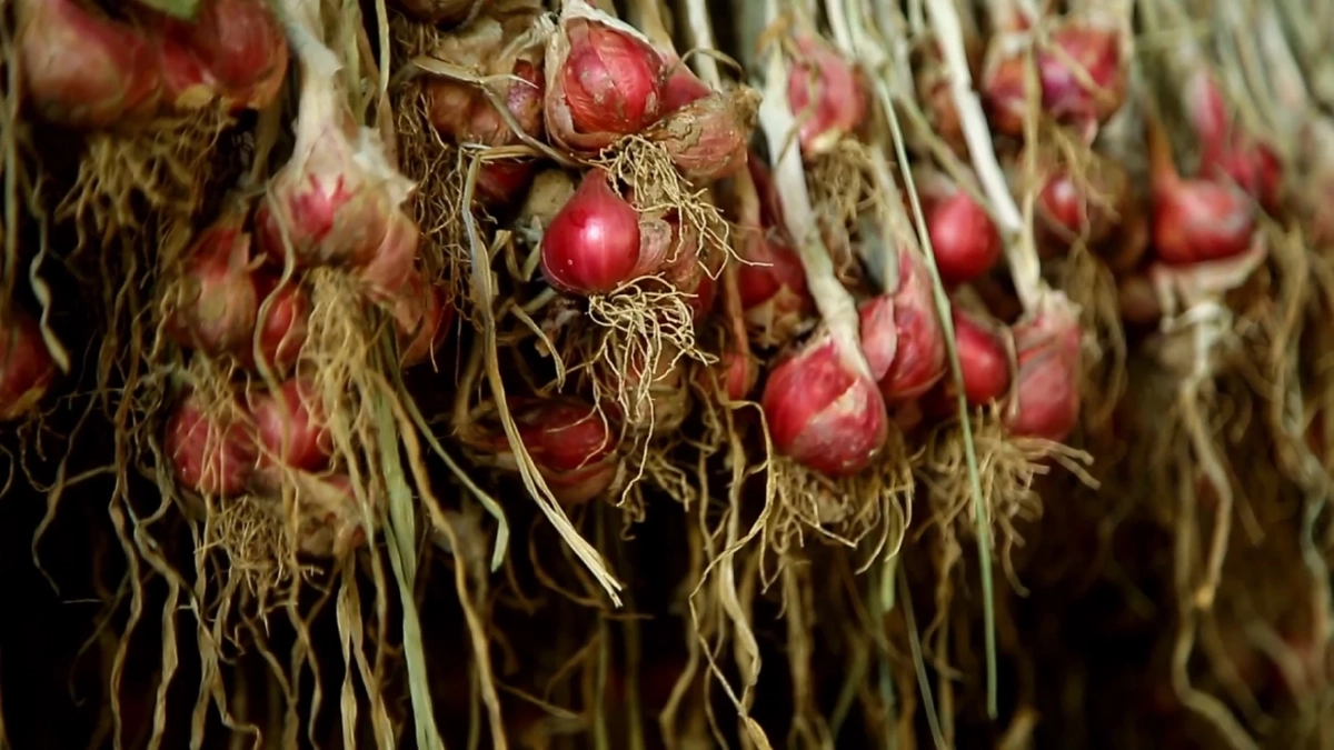 วิกฤตหอมลำพูนราคาดิ่งต่ำสุดในรอบ 10 ปี ชาวสวนแบกหนี้อ่วม