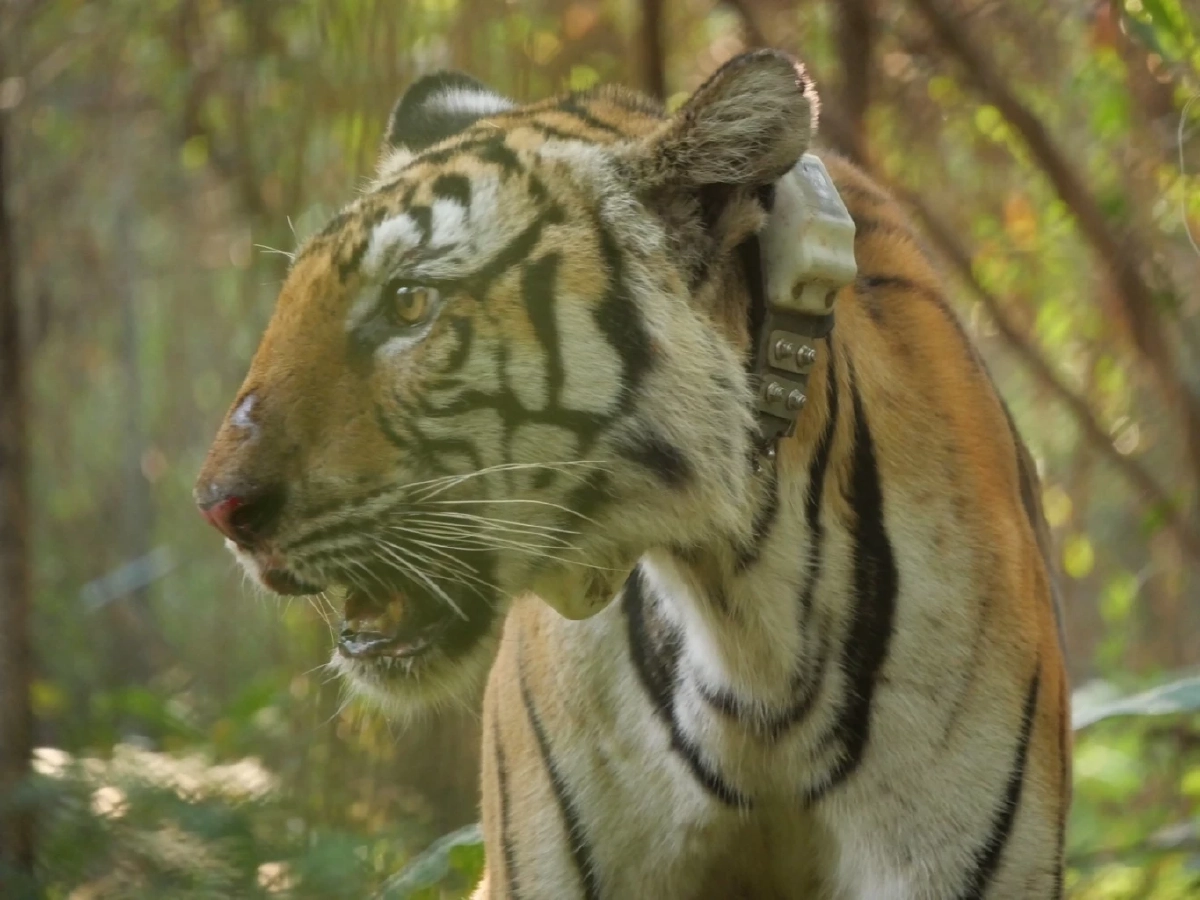 ที่มา : กรมอุทยานแห่งชาติ สัตว์ป่า และพันธุ์พืช