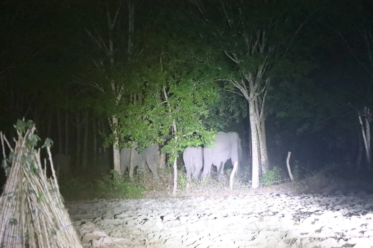 ที่มา : กรมอุทยานแห่งชาติ สัตว์ป่า และพันธุ์พืช