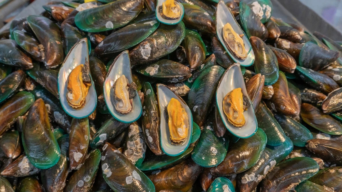  รู้ก่อนกิน! หอยแมลงภู่สีส้มกับสีขาว บอกความสดได้จริงไหม