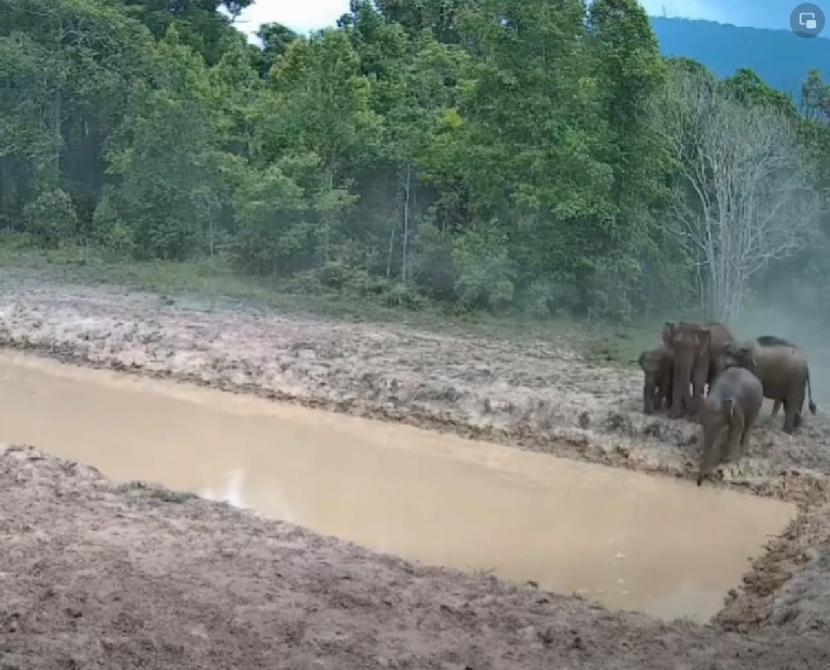 เปิดภาพลับ! โขลงช้างเขาใหญ่รุมแหล่งน้ำใหม่ ตามแผนเด็ดดึงสัตว์คืนป่า