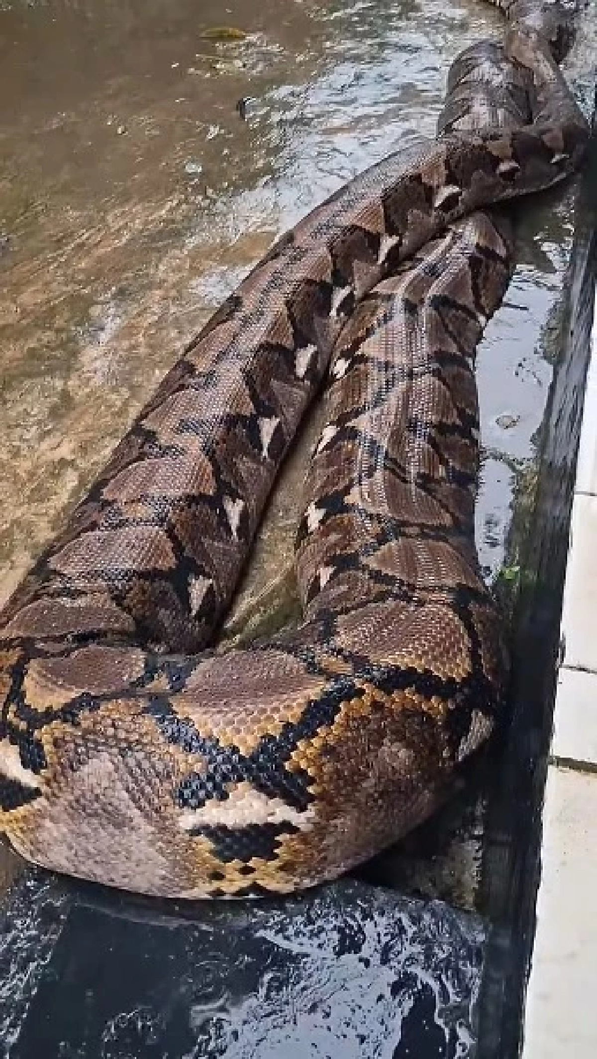 พ่อแม่ปล่อยงูยาวกว่า 4 เมตร คลุกคลีอยู่กับลูกสาวตัวน้อย