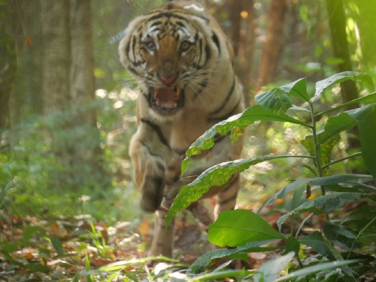 ที่มา : กรมอุทยานแห่งชาติ สัตว์ป่า และพันธุ์พืช