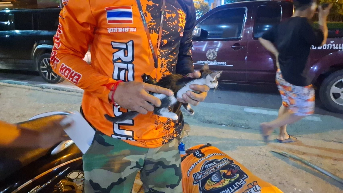 นาทีชีวิต! สกัดฝาท่อช่วยลูกแมวรอดปาฏิหาริย์ ชาวบ้านใจดีรับเลี้ยงต่อ