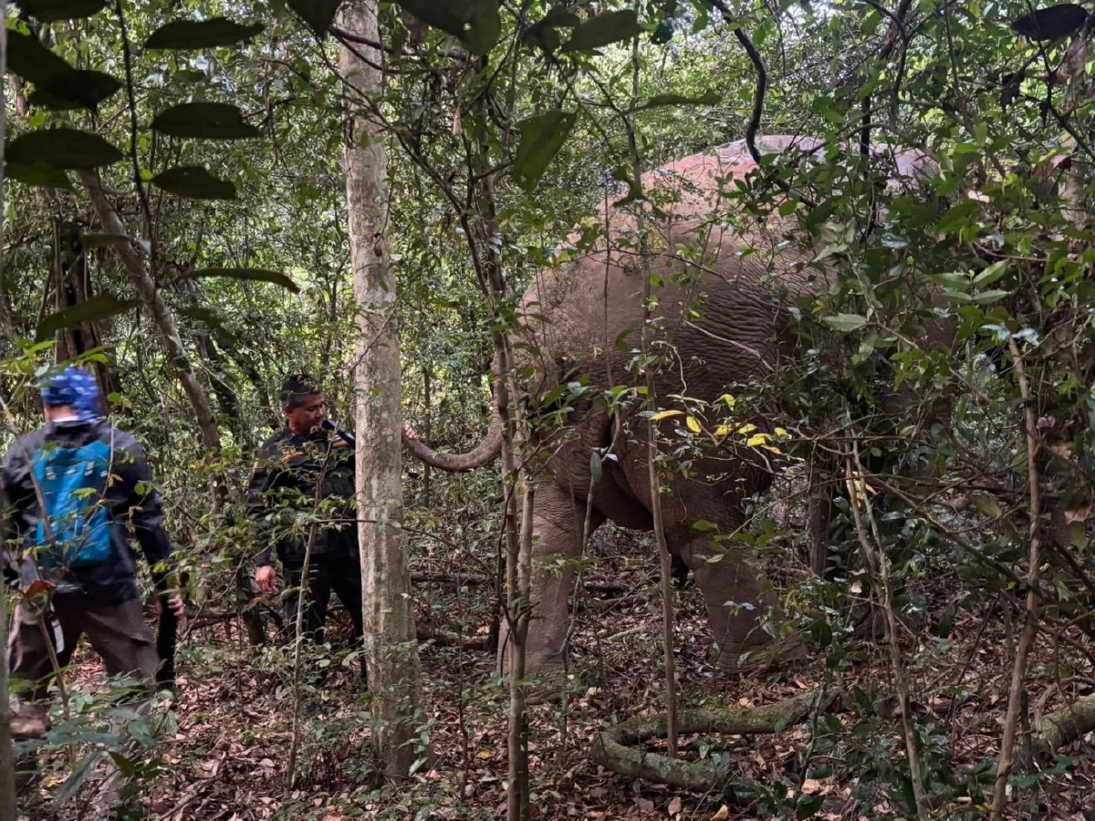 กรมอุทยานฯ ถอดปลอกคอ GPS ของ ม.มหิดล สีดอไลก้า สำเร็จลุล่วง 