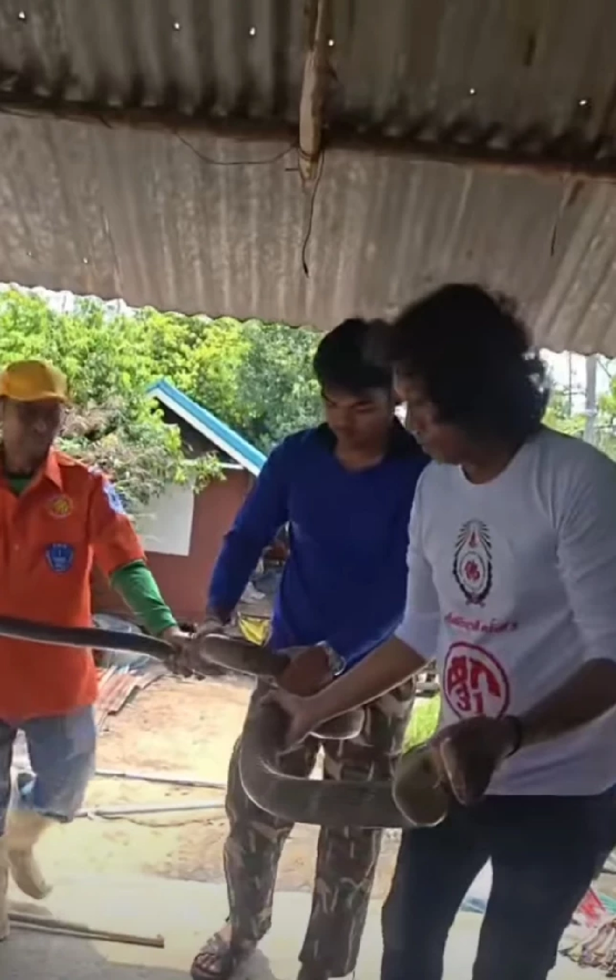 บ้านเลขที่ งูจงอางใหญ่ เลื้อยซุกบ้าน ชูคอแผ่แม่เบี้ย ขู่ฟ่อ