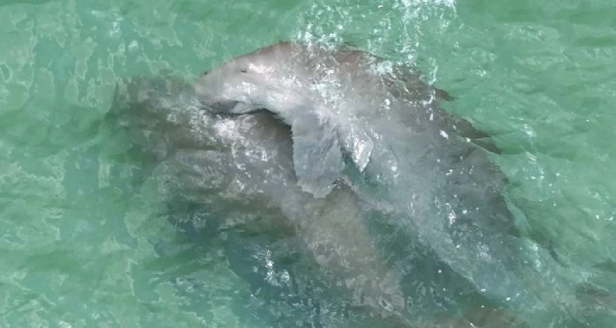 ที่มา : กรมอุทยานแห่งชาติ สัตว์ป่า และพันธุ์พืช