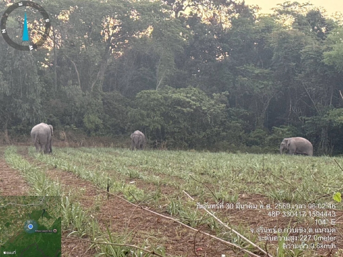 สั่งคุมเข้ม! 3 สีดอจอมป่วนบุกชายแดนกาบเชิง เจ้าหน้าที่เร่งผลักดันคืนป่า