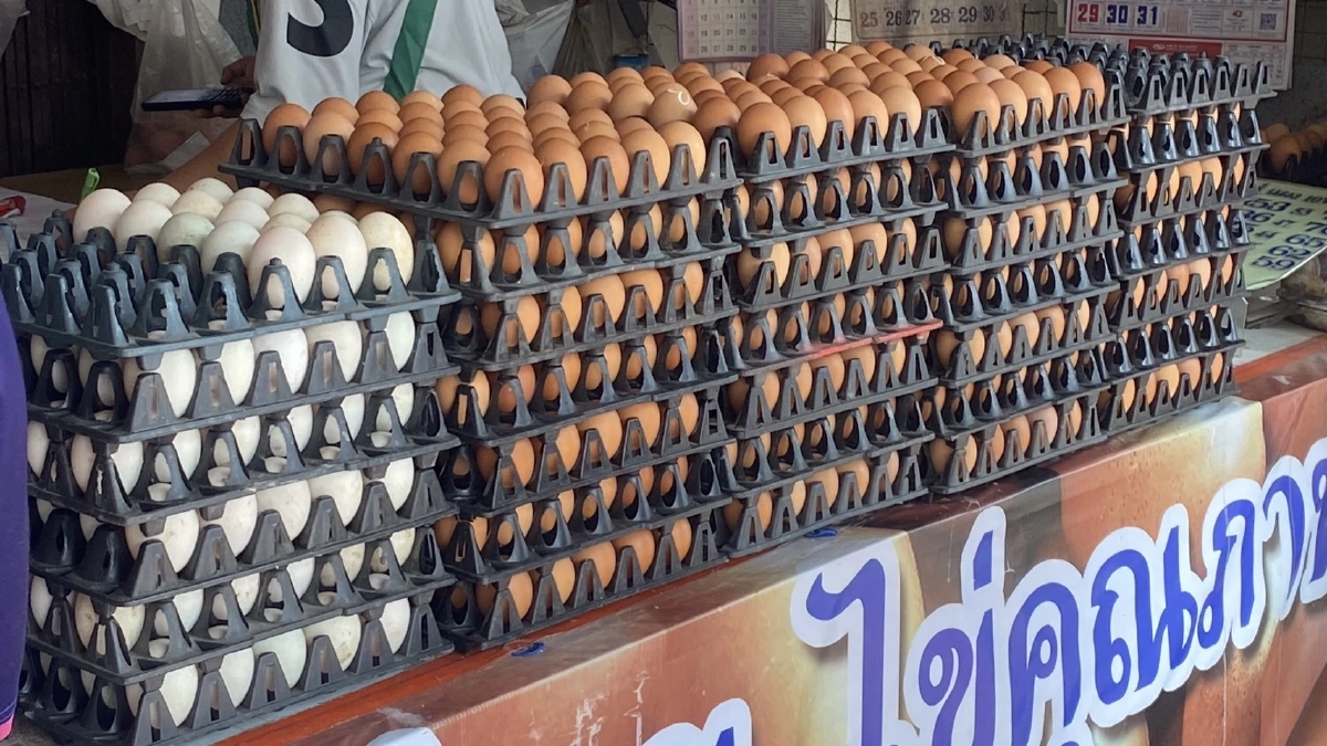 ราคาน้ำมันพ่นพิษ! ไข่ไก่นราฯ พุ่งไม่หยุด ชาวบ้านแห่ตุนรับเช็งเม้ง