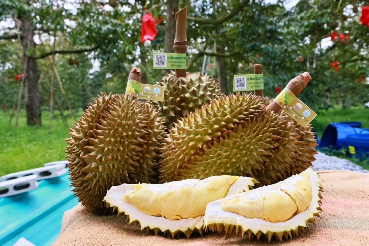 เปิดโผ 5 ทุเรียน GI ดาวรุ่งพุ่งแรง โกยรายได้กว่า 6.8 หมื่นล้าน